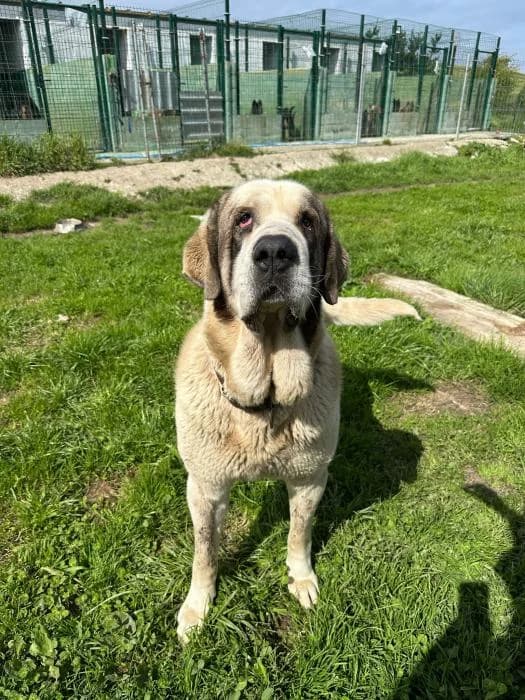 ROCKY, male 3yo Spanish Mastiff for adoption at Catydog Asociación
