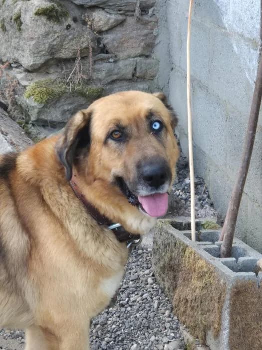 BRUNO, male 6yo Mixed Breed for adoption at Catydog Asociación