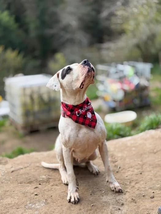 TRAMPA, female 5yo Dogo Argentino for adoption at Catydog Asociación