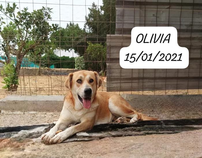 OLIVIA, female 5yo Mixed Breed for adoption at Catydog Asociación