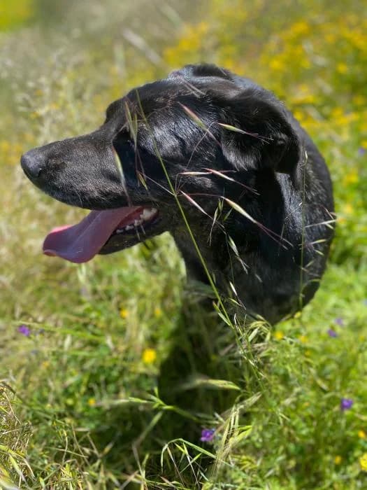 ANDREA, female 3yo Mixed Breed for adoption at Catydog Asociación