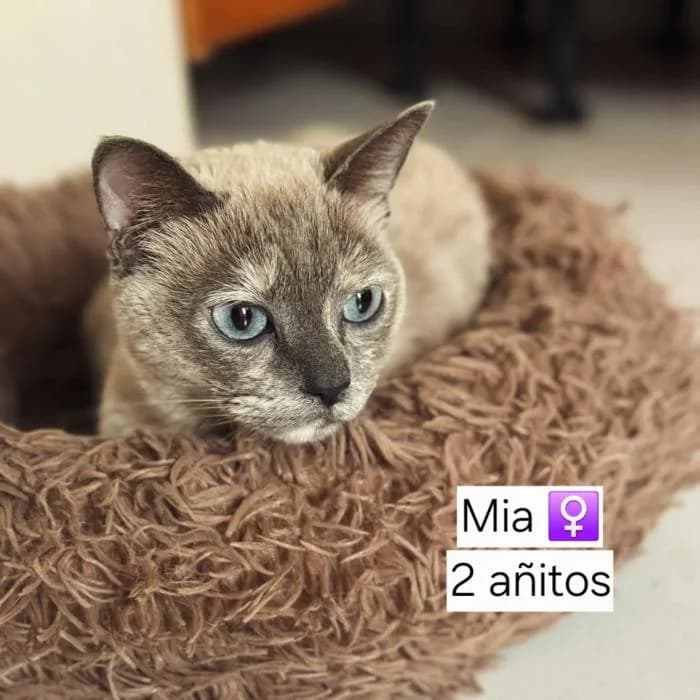MIA, female young Mixed Breed for adoption at Catydog Asociación