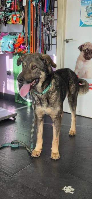 DUQUE, male young Spanish Mastiff for adoption at Catydog Asociación