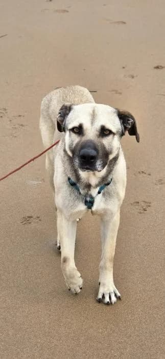 APOLO, male 5yo Mixed Breed for adoption at Catydog Asociación