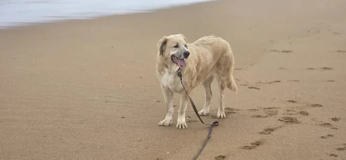 SHAKIRA, female 6yo Spanish Mastiff for adoption at Catydog Asociación