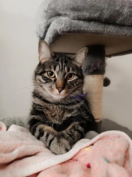 MIKE, male 4yo mixed breed for adoption at Catydog Asociación