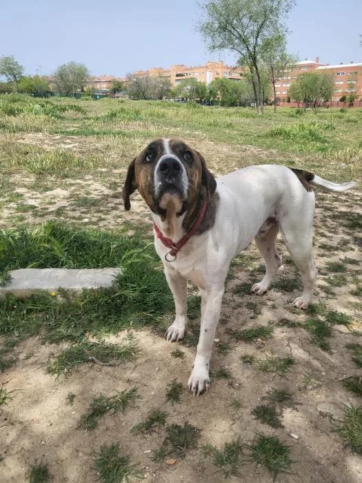 CHUKI, male 7yo Spanish Mastiff for adoption at Catydog Asociación