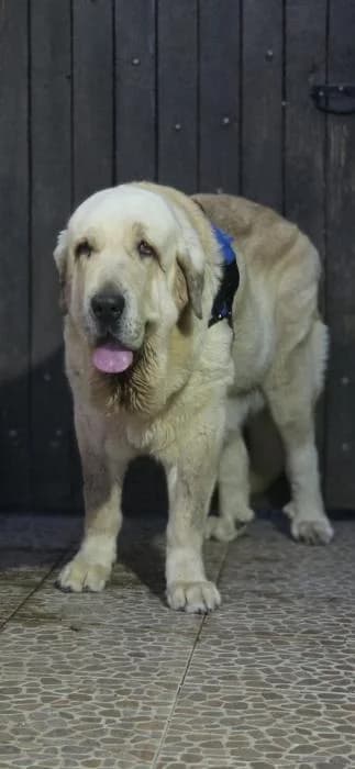 FANNY, female 5yo Spanish Mastiff for adoption at Catydog Asociación
