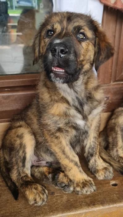 ATLAS, male puppy Spanish Mastiff for adoption at Catydog Asociación
