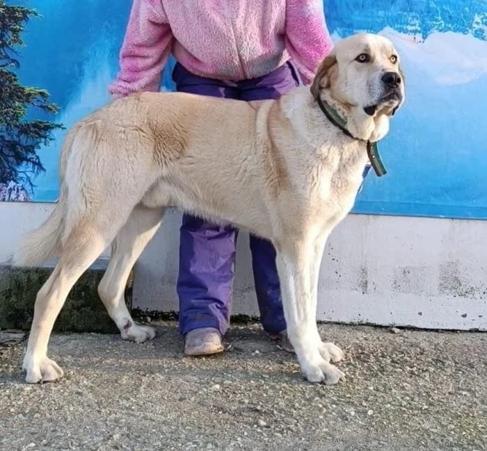 GRIS, male 5yo Spanish Mastiff for adoption at Catydog Asociación