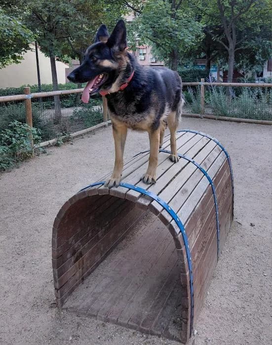 TRUFA, female 4yo German Shepherd for adoption at Catydog Asociación