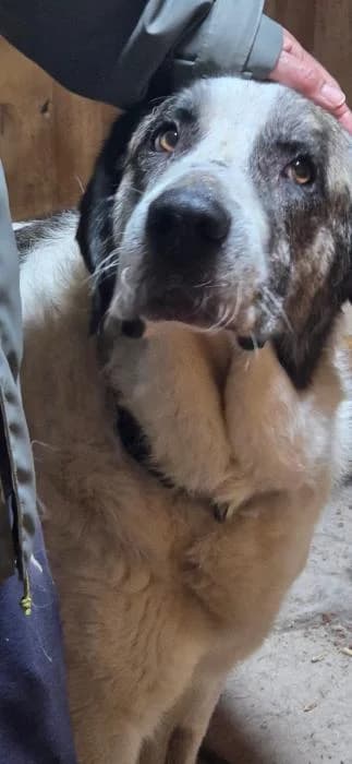 UMA, female senior Spanish Mastiff for adoption at Catydog Asociación