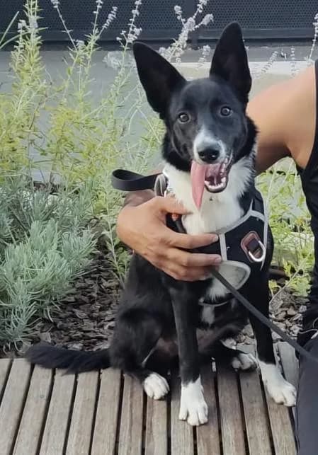 KENYA, female puppy Border Collie for adoption at Catydog Asociación