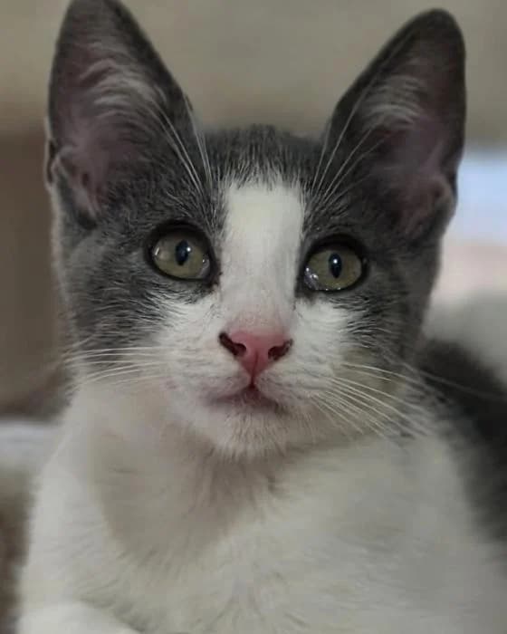RATITA,  (Catydog Asociación)