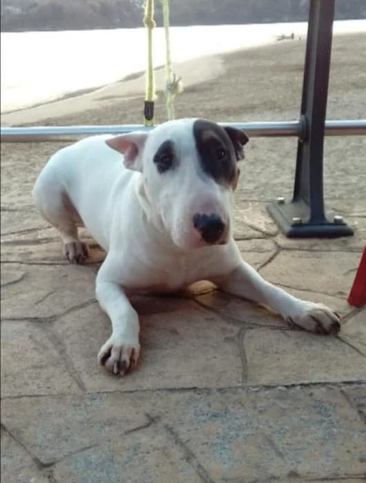 DINA, female senior Bull Terrier for adoption at Catydog Asociación