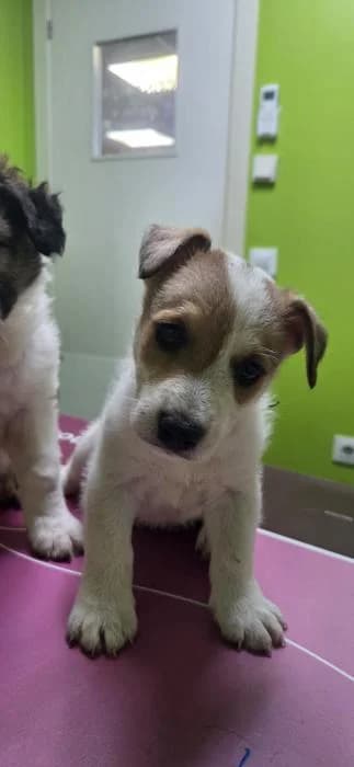 KHOL, Blanco y canela No buscamos una familia male Mixed Breed for adoption at Catydog Asociación