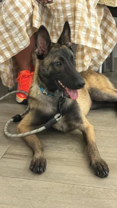RIHANNA, female puppy Belgian Malinois for adoption at Catydog Asociación