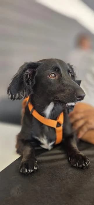 CALASI, female puppy Dachshund for adoption at Catydog Asociación
