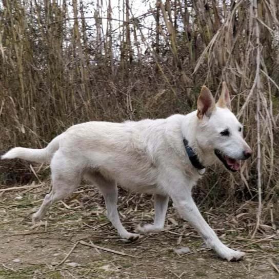Balú, male senior mixed breed for adoption at Cau Amic