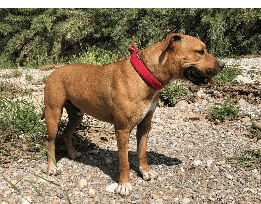 Duque, male 7yo American Staffordshire Terrier for adoption at Cau Amic