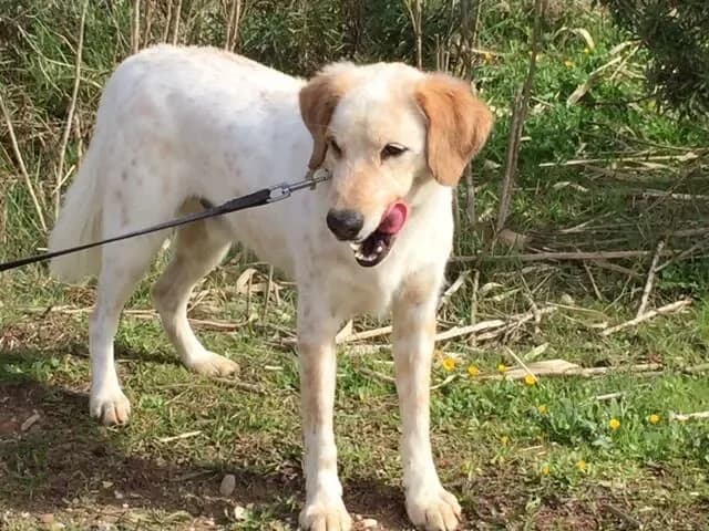 Floquet, male senior mixed breed for adoption at Cau Amic