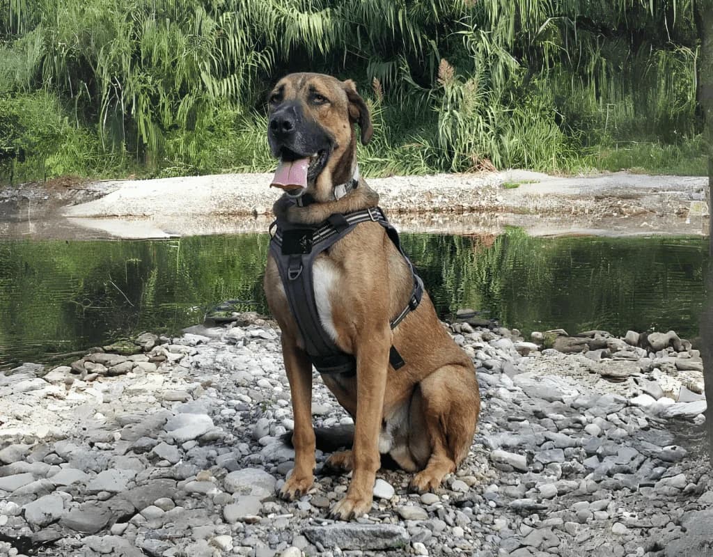 Kao, male 6yo mixed breed for adoption at Cau Amic