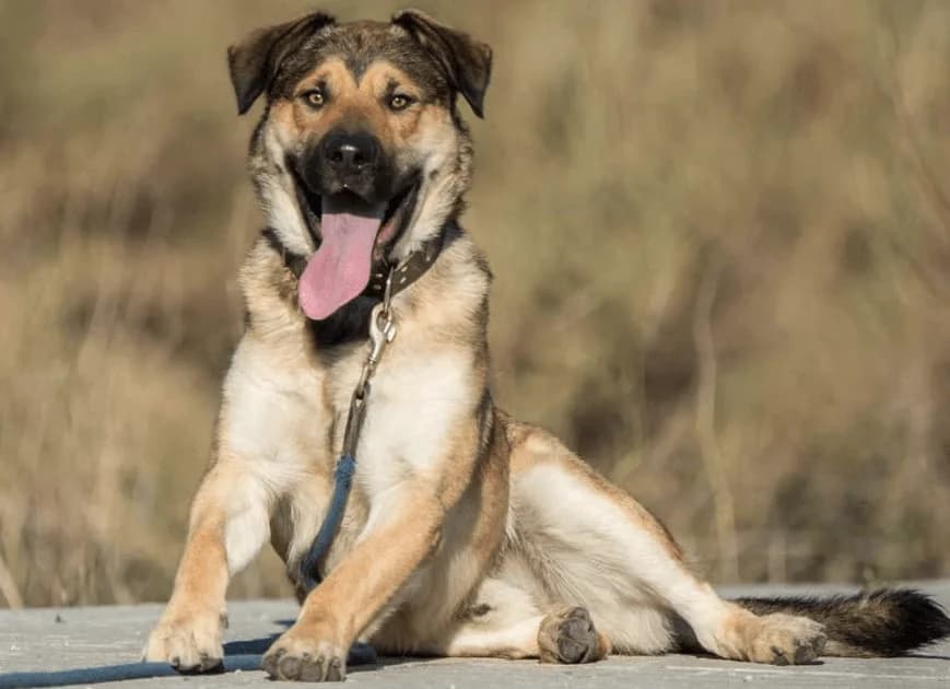 Lenon, male 7yo mixed breed for adoption at Cau Amic