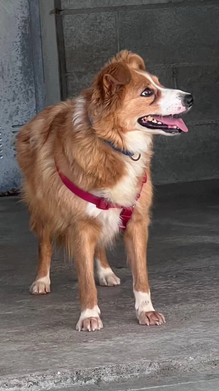 Leo, male 5yo mixed breed for adoption at Cau Amic
