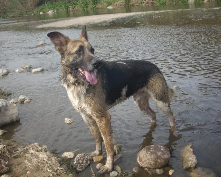Pipo, male senior mixed breed for adoption at Cau Amic