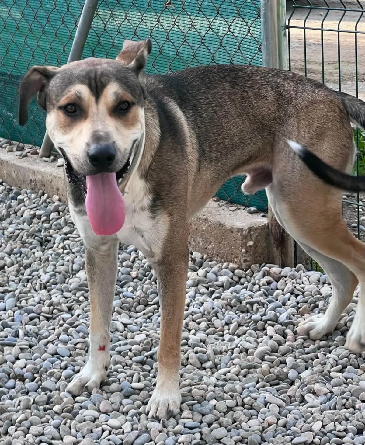 Rocky, male 3yo mixed breed for adoption at Cau Amic