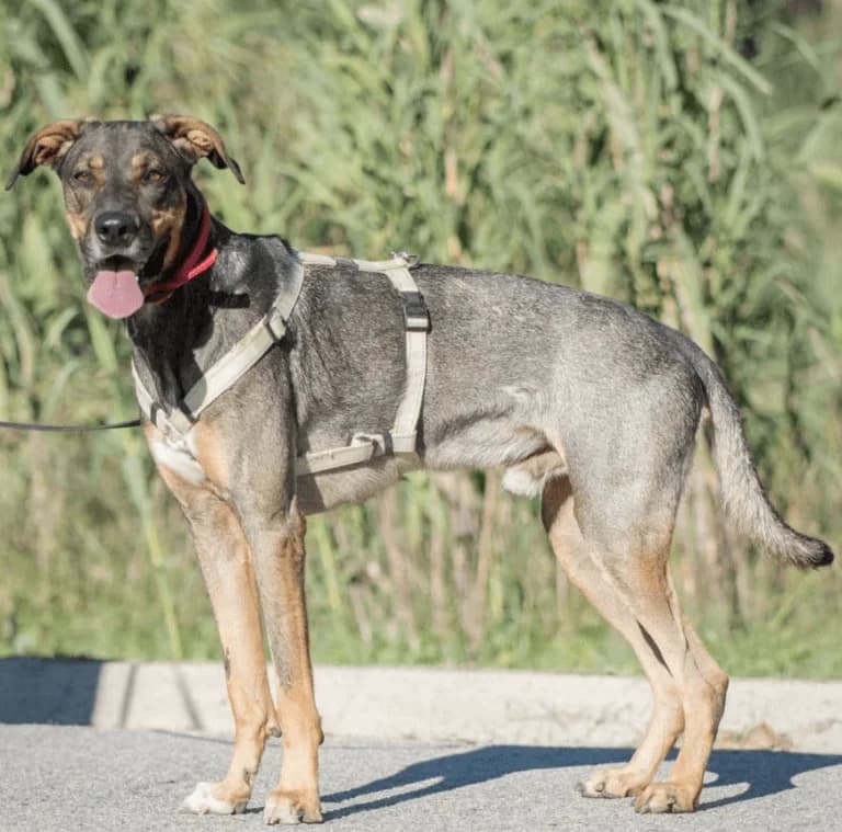 Tim, male senior mixed breed for adoption at Cau Amic