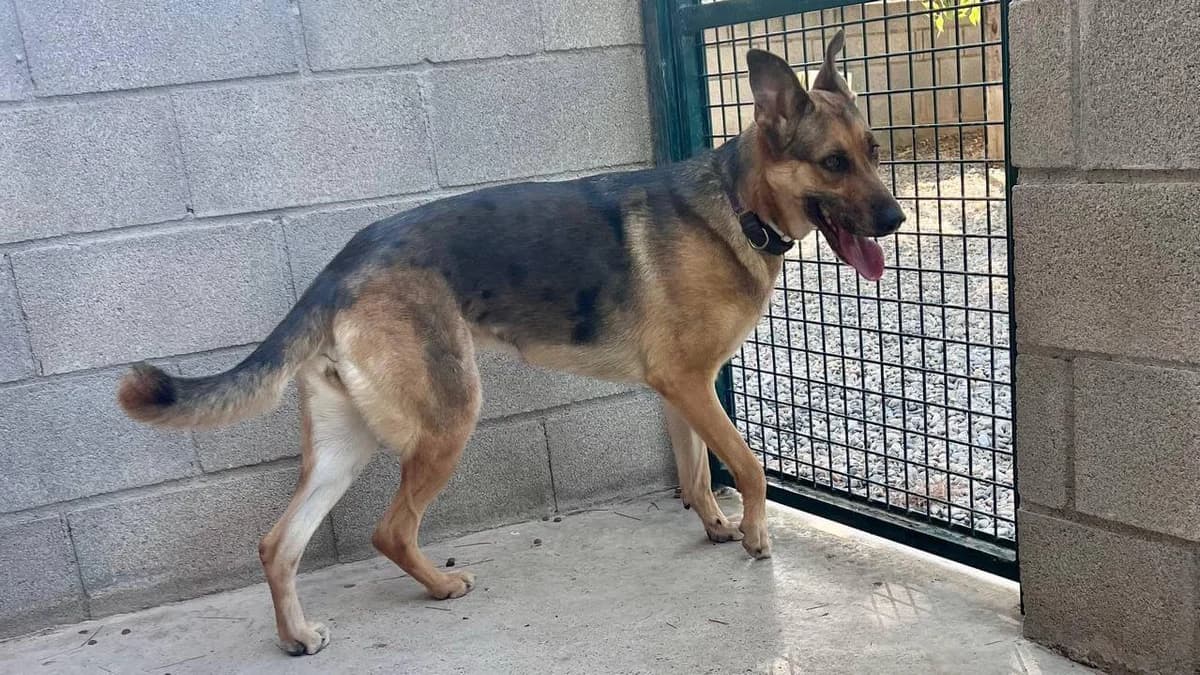 Tutsi, female 4yo mixed breed for adoption at Cau Amic