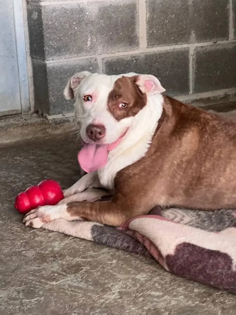 Xula, female senior mixed breed for adoption at Cau Amic