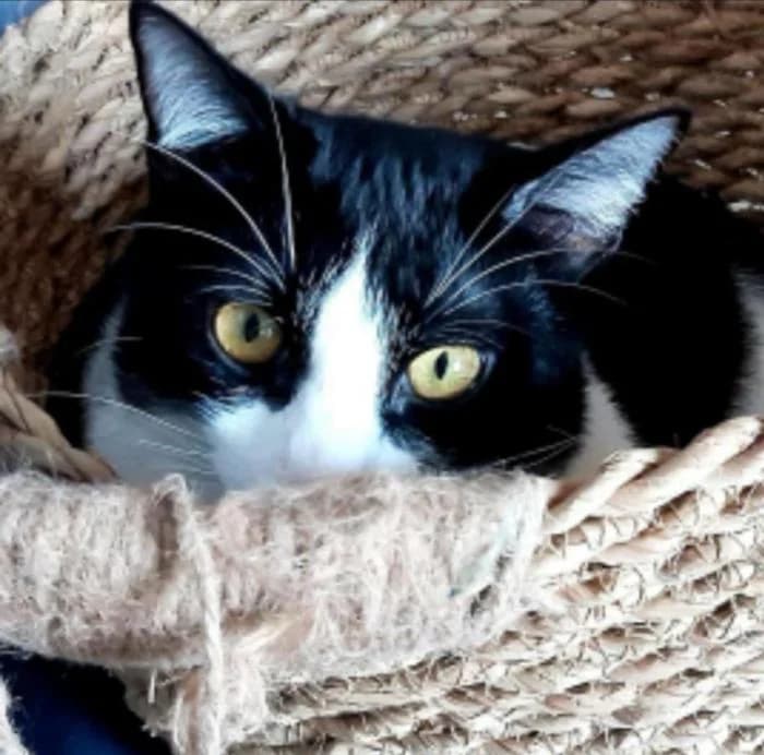 Takito, male 6yo mixed breed for adoption at CES Sant Feliu (adoptaungatito.es)