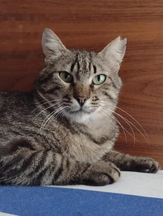 Luciano, male 4yo mixed breed for adoption at CES Sant Feliu (adoptaungatito.es)
