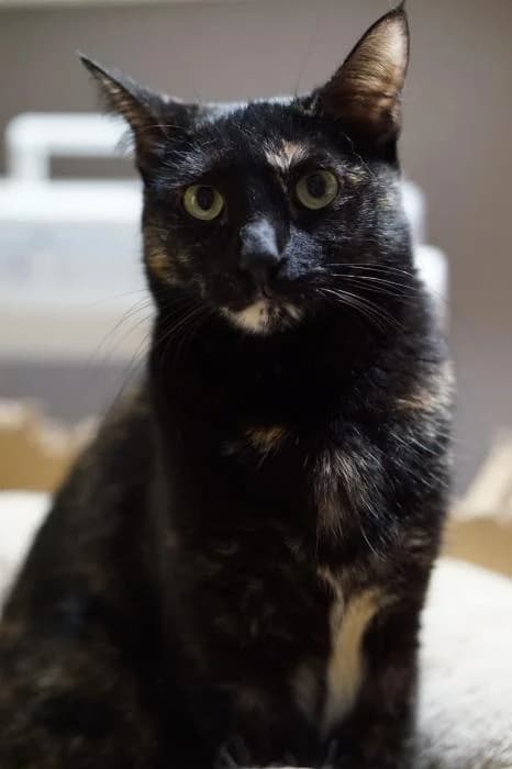 Lia, female young mixed breed for adoption at CES Sant Feliu (adoptaungatito.es)
