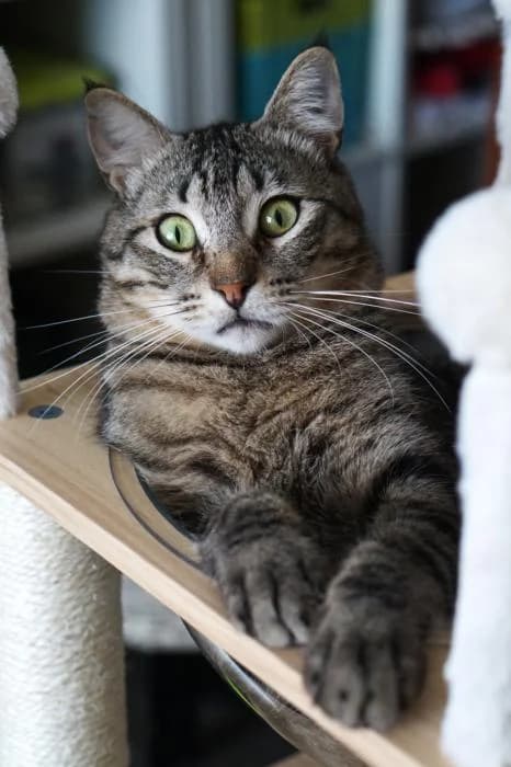 Ono, male young mixed breed for adoption at CES Sant Feliu (adoptaungatito.es)