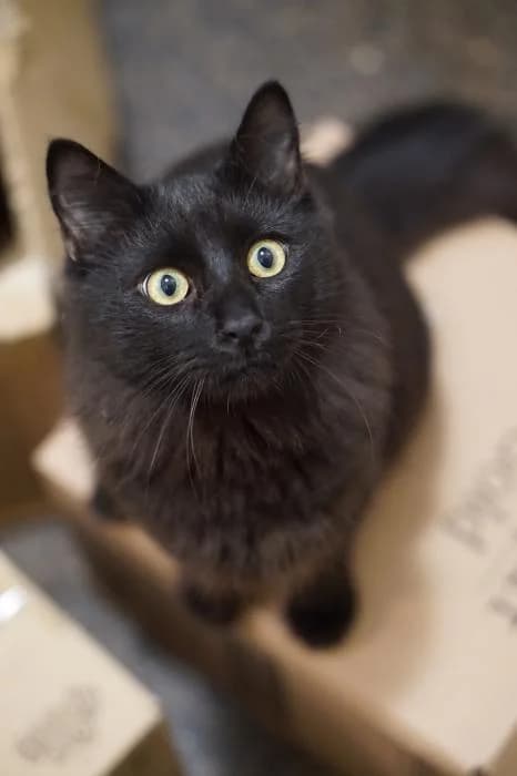 Sweety, male young mixed breed for adoption at CES Sant Feliu (adoptaungatito.es)