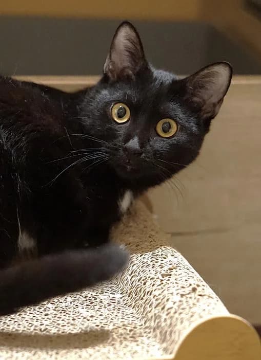 Joana, female young mixed breed for adoption at CES Sant Feliu (adoptaungatito.es)