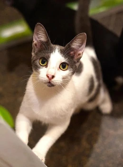 Zoe, female young mixed breed for adoption at CES Sant Feliu (adoptaungatito.es)