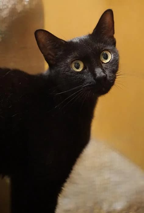 Molly, female young mixed breed for adoption at CES Sant Feliu (adoptaungatito.es)