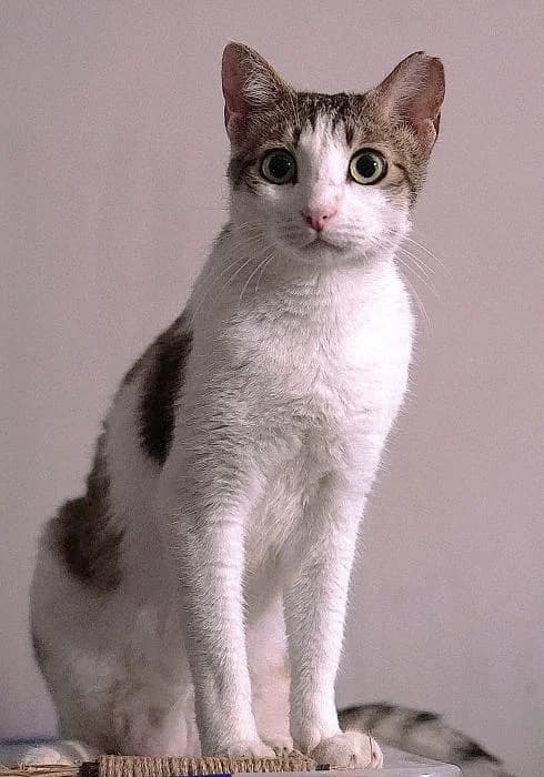 Cohete, male 3yo mixed breed for adoption at CES Sant Feliu (adoptaungatito.es)