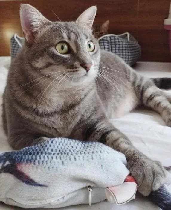Mila, female 5yo Russian Blue for adoption at CES Sant Feliu (adoptaungatito.es)