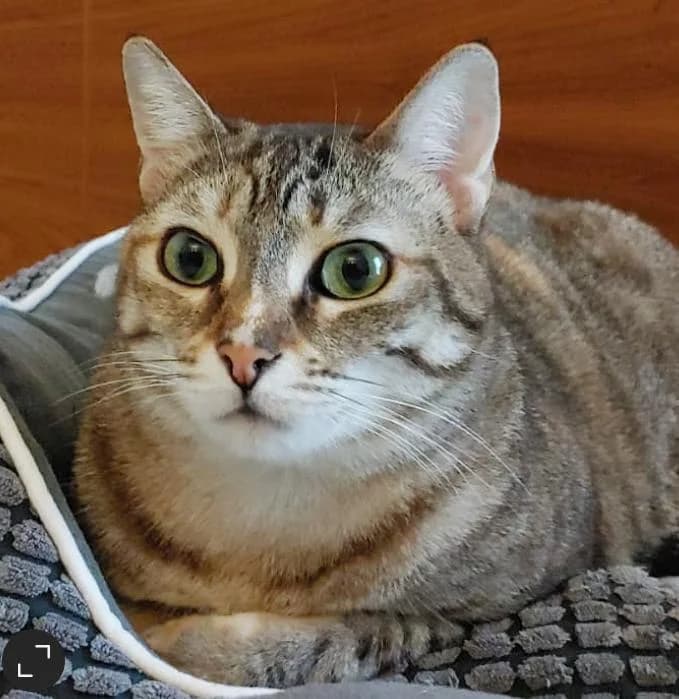 Haru, female 5yo mixed breed for adoption at CES Sant Feliu (adoptaungatito.es)