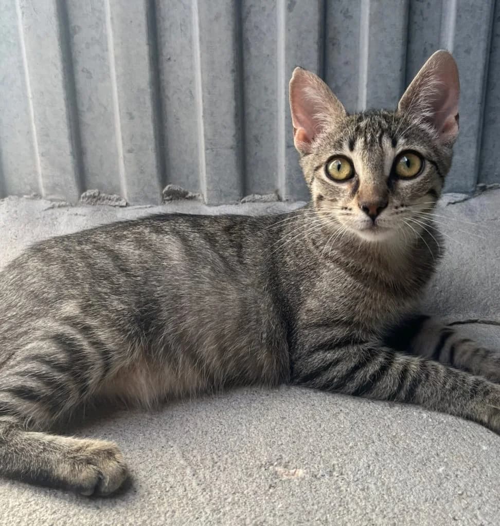 ALMA, female puppy European Shorthair for adoption at CICAM