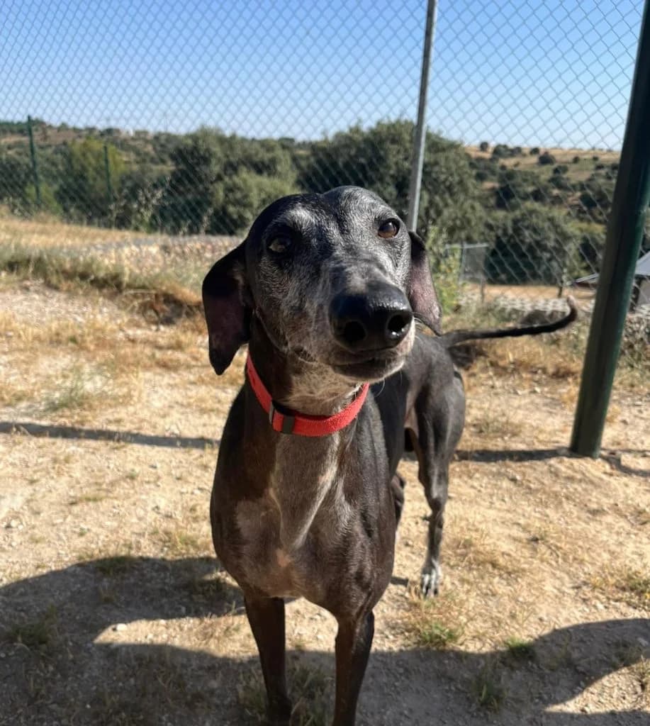 ATHOS, male 5yo Galgo Español for adoption at CICAM