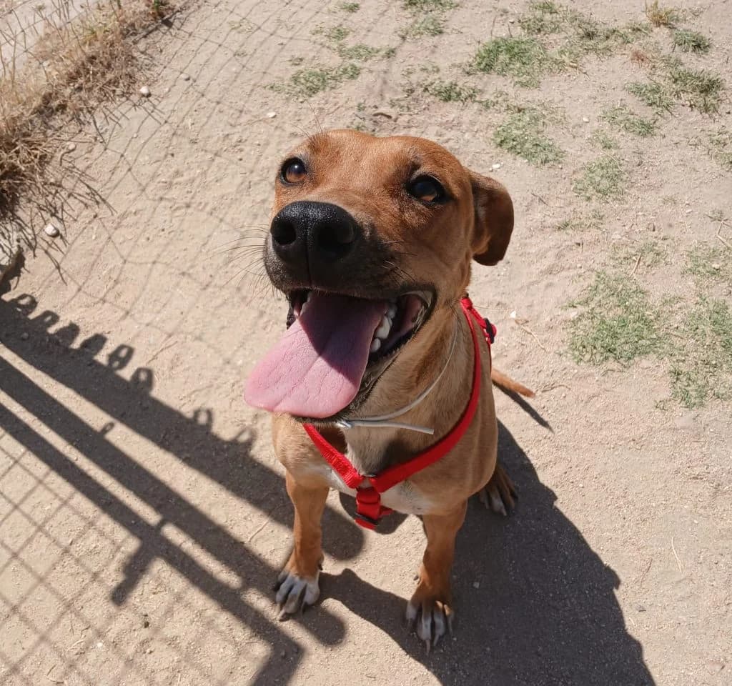 CANELA, female young Rhodesian Ridgeback for adoption at CICAM