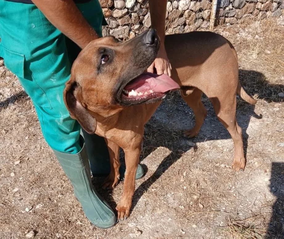 COCO, male young Rhodesian Ridgeback for adoption at CICAM