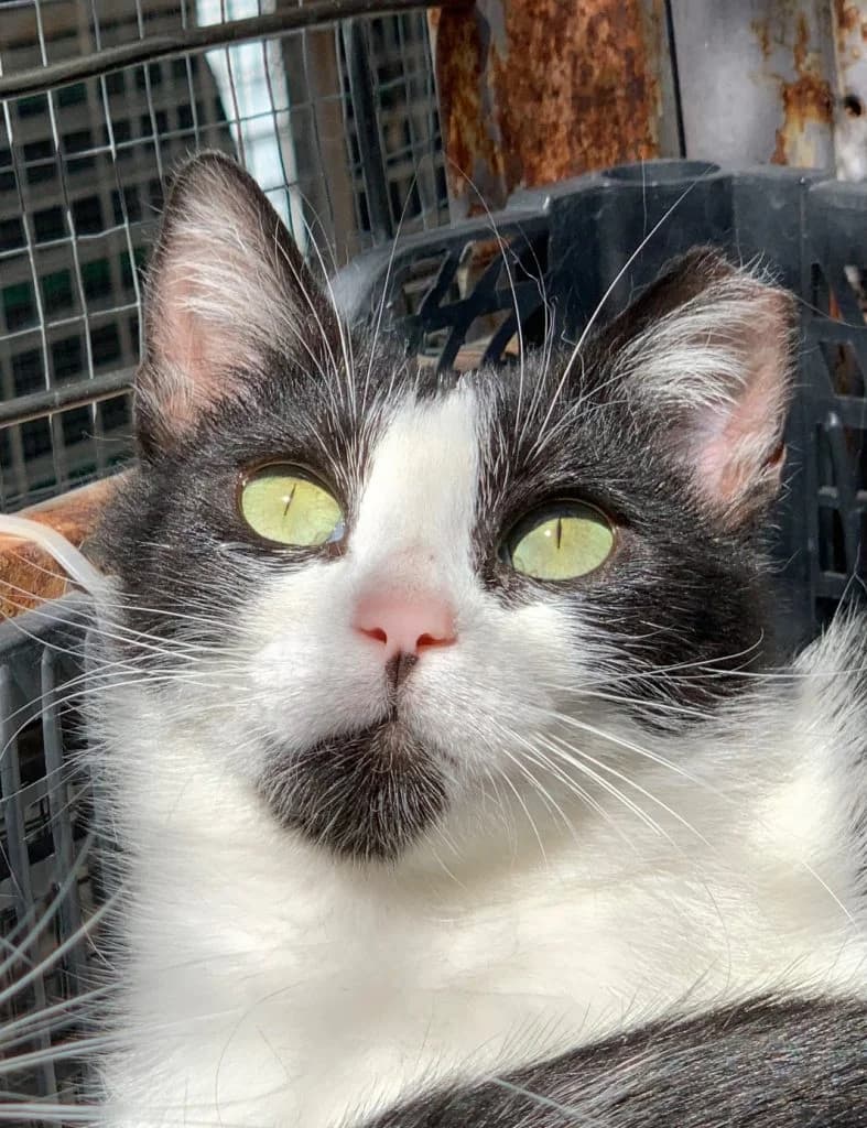 FAUNA, female puppy European Shorthair for adoption at CICAM