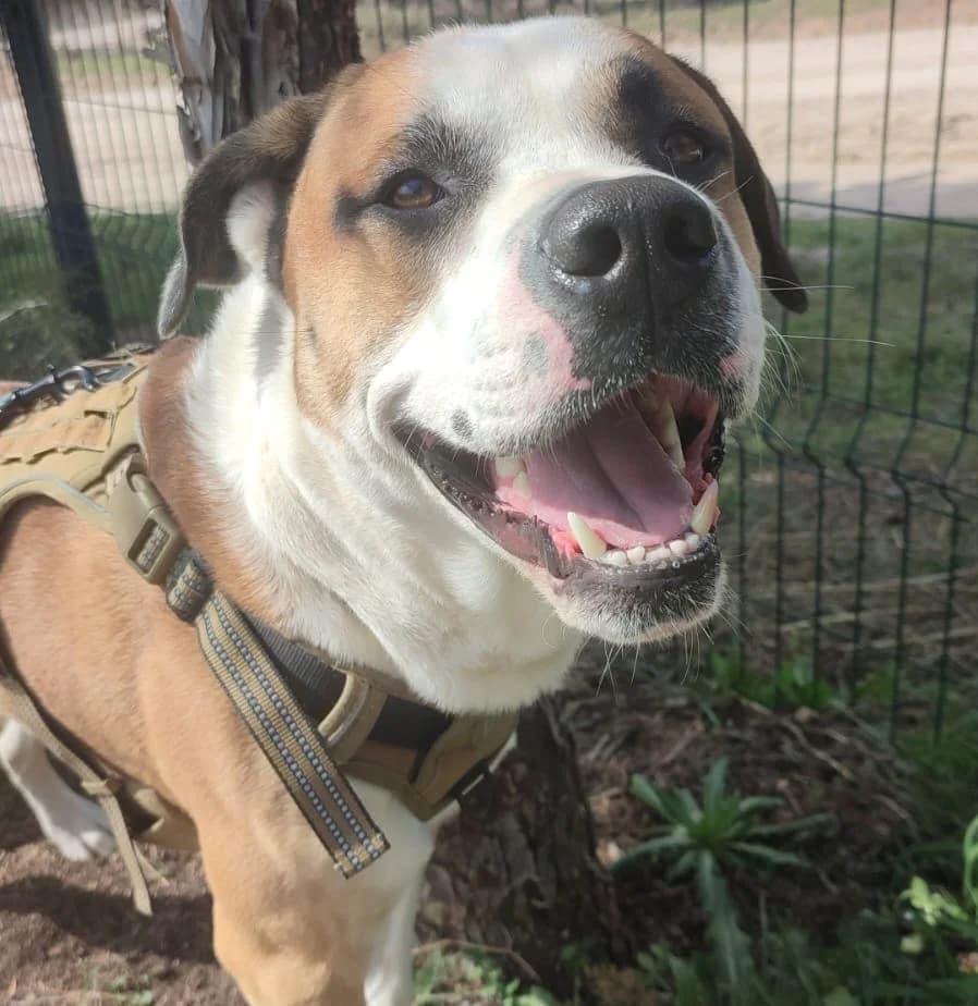 FLIPI, male young Mixed Breed for adoption at CICAM